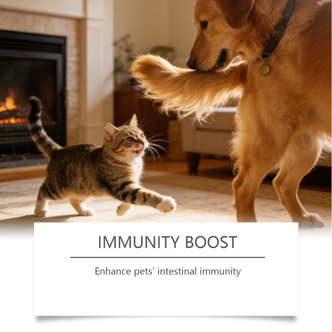 PawBuddy™ Advanced Pet Teeth Cleaning & Immune Support Powder
